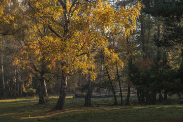 Autumn landscape of birch trees in the morning light, at Reci village, in Covasna county, Romania
