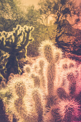 Cholla Cactus clusters close-up, retro-style, warm-toned, southwestern autumn desert arid landscape...