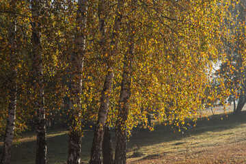 Autumn landscape of birch trees in the morning light, at Reci village, in Covasna county, Romania