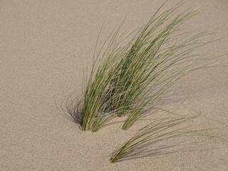 Dünengräser eingebettet im Sand trotzen dem Wind