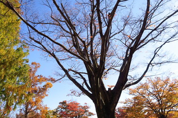 公園の枯木の欅