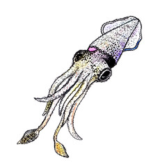 Sketch of squid. Hand-drawn calamari. Isolated in transparent background