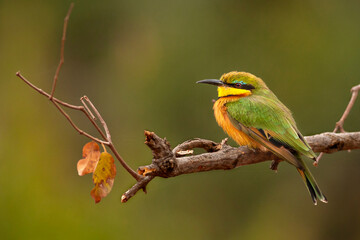 Bee-eater sitting on a branch in the Kruger National Park. 
