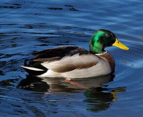 One Mallard duck on water in the morning light.