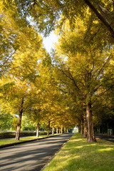 Fototapeta premium メタセコイア並木