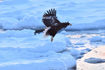 Bird watching with floating ices in winter