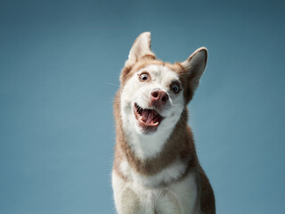 Funny husky on a blue background. Beautiful happy dog in the studio