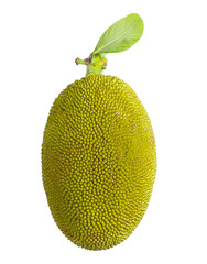 jack fruits isolated