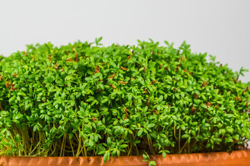 cress, young shoots in a closeup