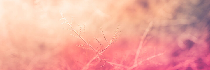 Abstract soft background, retro-style, desert plant branches close-up, with web banner space for texts and design 