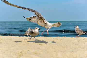 Seagulls on the seashore. Birds