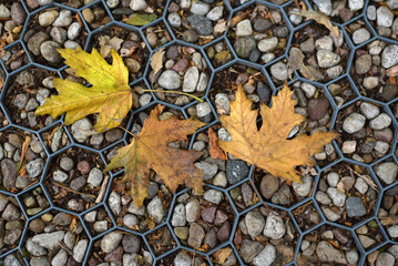 Maple leaf on pebbles. Autumn