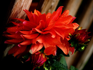 splendid dahlia at garden on foreground