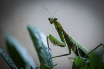 praying mantis on a branch
