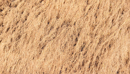 Dying rice fields after flooding, Agriculture was severely damaged by the floods.damaged agricultural concept.