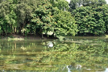 Reflection of a trees on a lake in a morning sunlight. Concept of tranquility and serenity