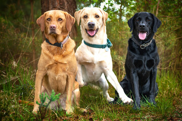 Three labradors posing in the forest with happy faces - one yellow, one fox red, and one black
