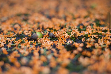 金木犀とどんぐり