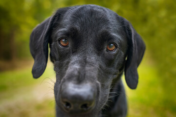 Puppy Dog eyes - Black Labrador - sharp focus on the eyes