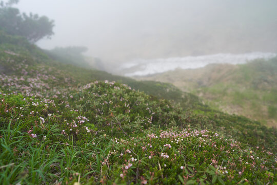 Blue mountainheath were blooming on the side of the foggy mountain trail.