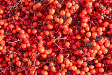 Bright autumn background of ripe red rowan berries
