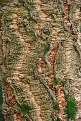 Quercus suber Linnaeus - Cork oak bark	