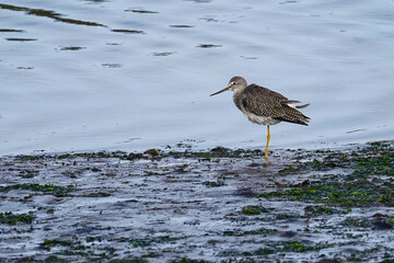 Greater Yellowlegs on coastal mudflats