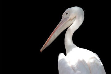 White pelican on a black isolated background. Upper body