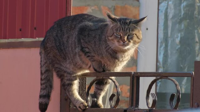 Tabby cat on the fence. Cat climbing over a fence in the village. Funny striped cat jumping through the fence, summer day outdoors, slow motion