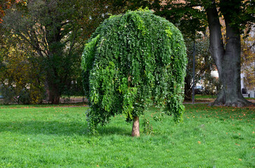 overhanging branches is very popular in Europe. The young, pinnate acacia-like leaves are bright...