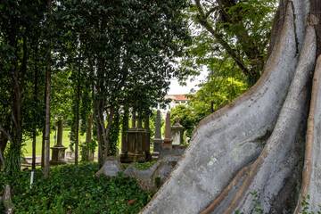the terap tree in fort canning park