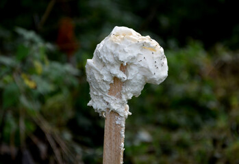 wildlife repellants, scent fences, scented foam repellants, wildlife scent repellants, s, chemical fence, foam fence. on wooden sticks by the road where it runs from the forest, bollard