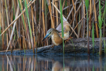 Squacco heron (Ardeola ralloides)