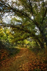 Autumn in the forest.