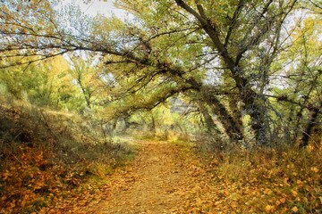 Autumn in the forest.