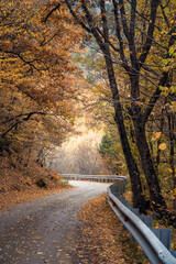 Road through a beautiful autumn forest with red and yellow leaves on a sunny day. Autumn forest landscape.