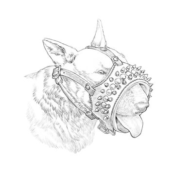 Sketch of English Bull Terrier dog with a strict muzzle. Bully isolated on white background. Realistic pencil drawing. Animal art collection: Pedigree Dogs. Design template. Good for print on t shirt