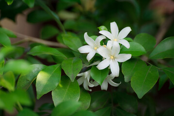 Obraz na płótnie Canvas White flower, Orange Jessamine, Satin-wood, Cosmetic Bark Tree