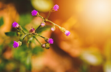 grass at sunset