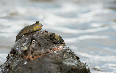 Blue spotted mudskipper (Boleophthalmus boddarti)