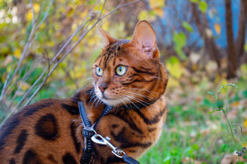 Young beautiful Bengal cat on an autumn walk among the yellow autumn foliage