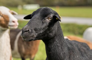 Fototapeta premium Cameroon Dwarf, Sheep, on the meadow