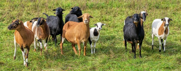 Cameroon Dwarf, Sheep, on the meadow