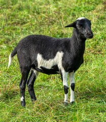 Cameroon Dwarf, Sheep, on the meadow