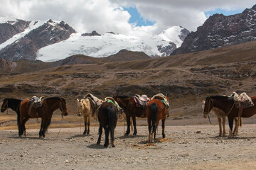 Horseback riding in the Rainbow Mountain in Peru. Horses without people with saddles.