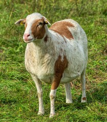 Cameroon Dwarf, Sheep, on the meadow