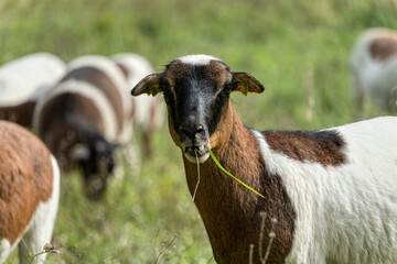 Cameroon Dwarf, Sheep, on the meadow