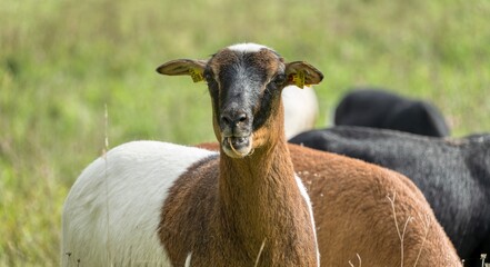 Cameroon Dwarf, Sheep, on the meadow