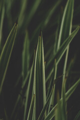 grass in the morning