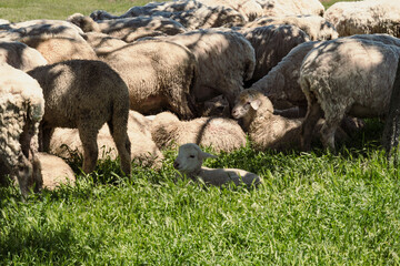Close up cute lamb concept photo. Farm animals. Livestock. Side view photography with flock of sheeps on background. High quality picture for wallpaper, travel blog, magazine, article